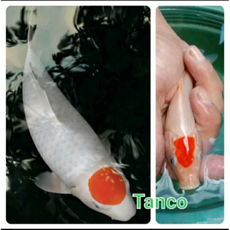 

paket 5 ekor koi tancho ukuran 10-13cm