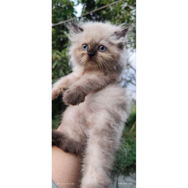 Himalaya flatnose