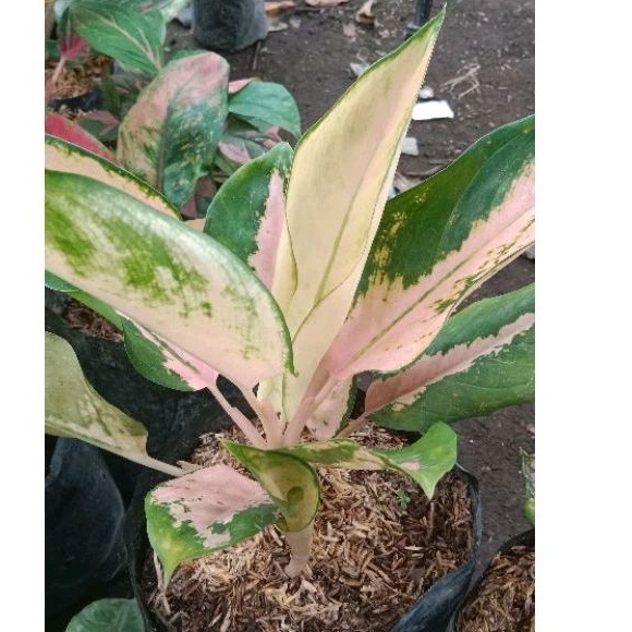 aglonema kochin tembaga