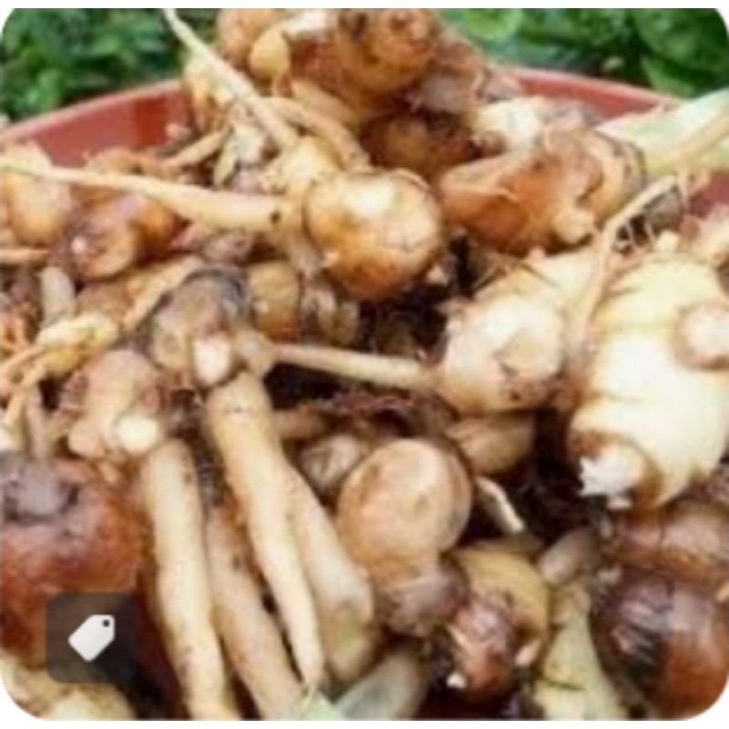 

temu kunci segar berkualitas murah 250 gram