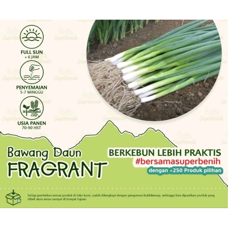 100 Biji - Benih Daun Bawang/Locang Dataran Rendah
