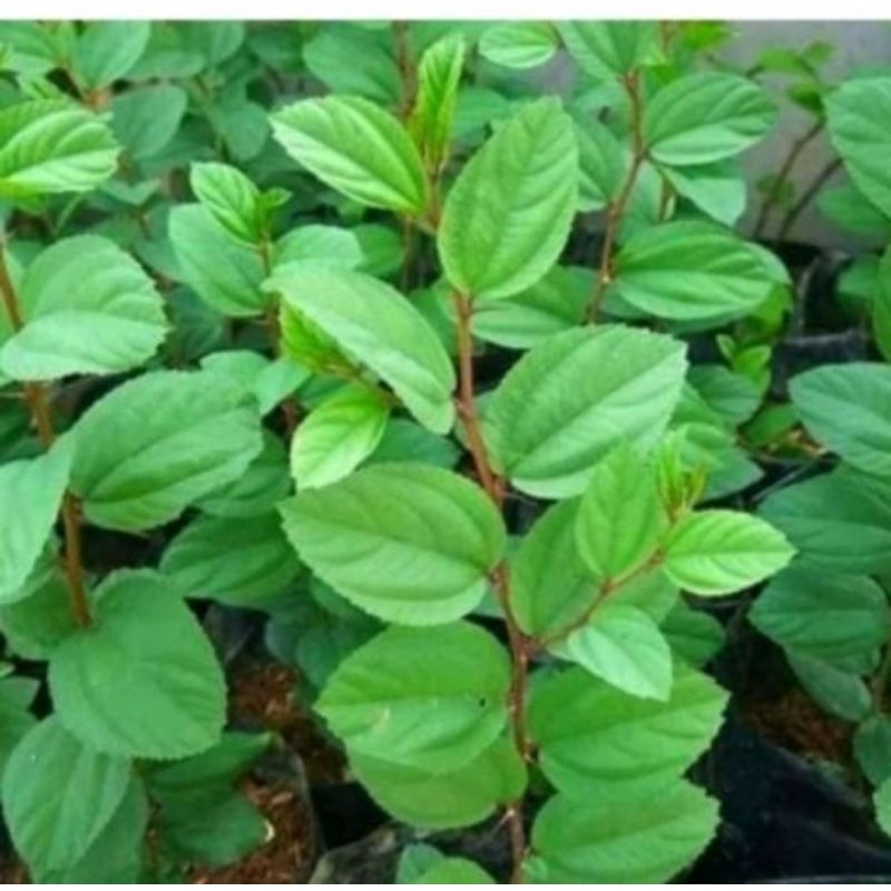 

Daun Bidara Arab 30 lembar fresh