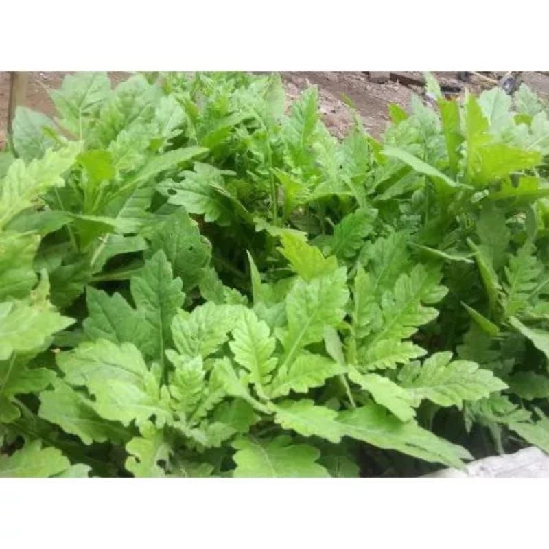 

daun dewa degar 500 gram