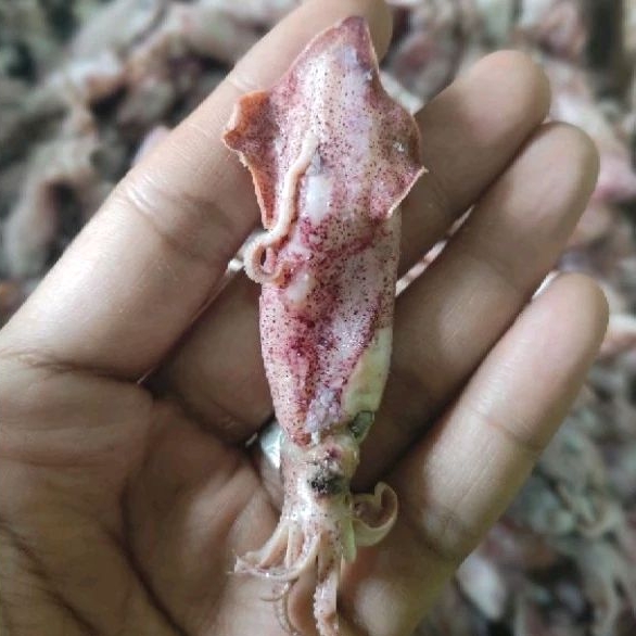 

CUMI ASIN SUPER TELUR 1kg