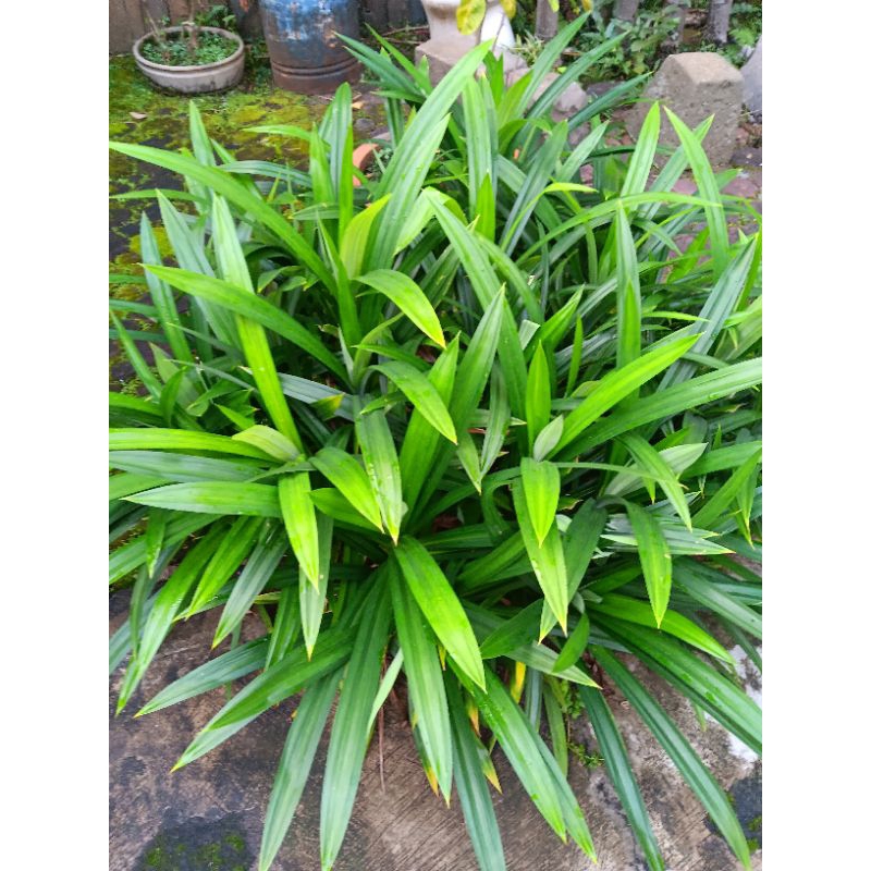 

Daun Pandan Segar
