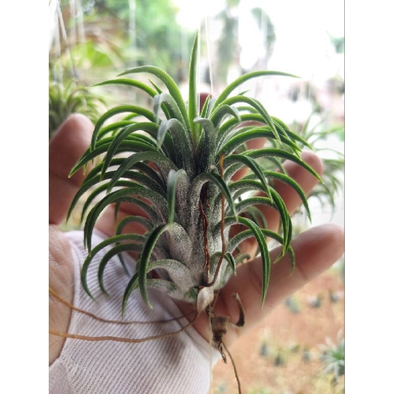 Tillandsia Ionantha Curly Giant