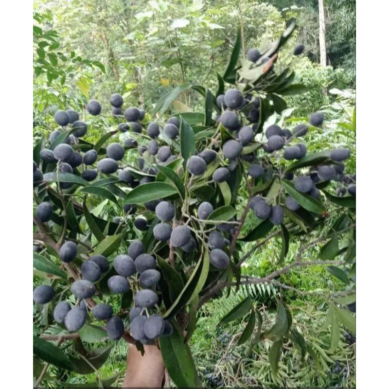 

Kuranji/keranji/kranji/ranji