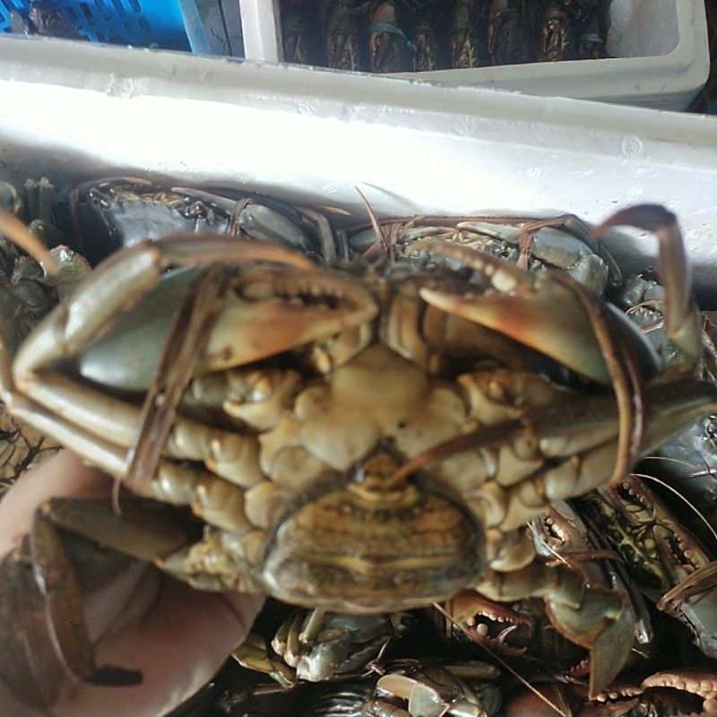 

kepiting jantan 300 gram