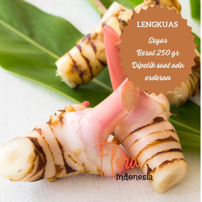 

Lengkuas 250 gr • Segar dicabut saat ada orderan • Laos • Kelawas • Galangal