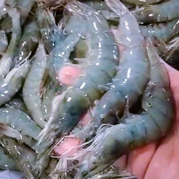 

Udang Vaname Fresh Frozen (1Kg)