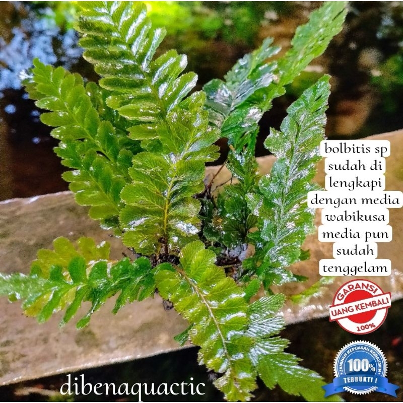 hiasan akuarium pakis Pesing media wabikusa