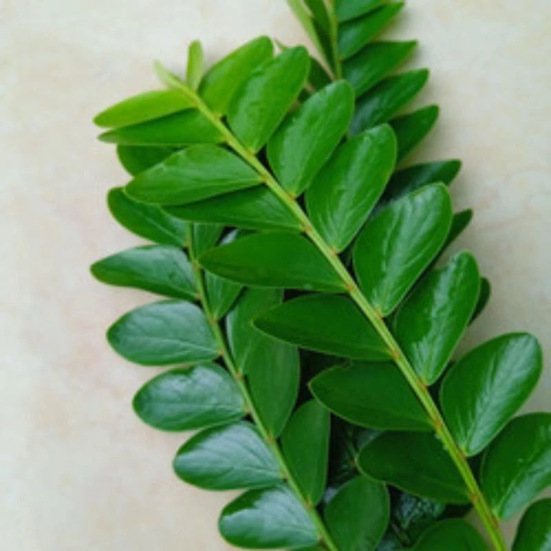 

daun seligi PROMO // 250 gram