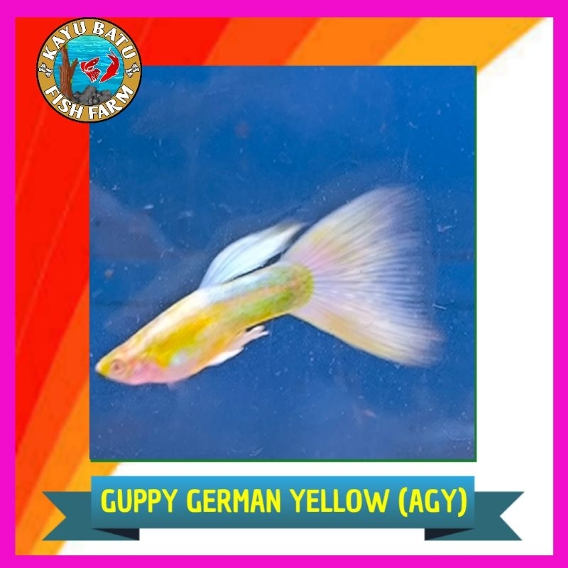 GAMBAR..GUPPY1..ALBINO..GERMAN..YELLOW..(AGY)