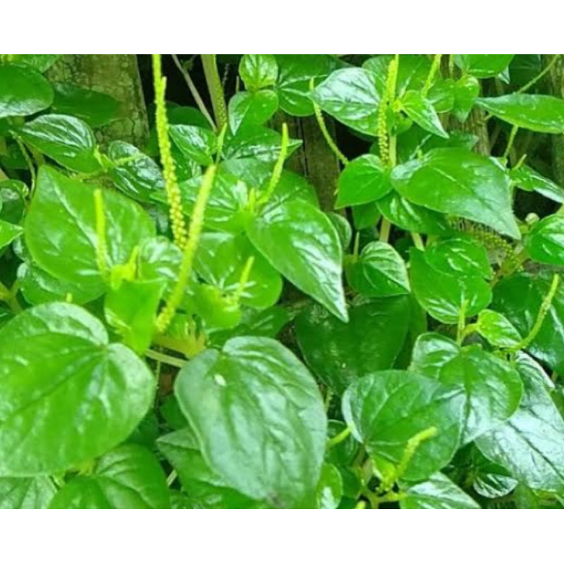 

Daun sirih cina daun suruhan daun ketumpang air 1 kg-az