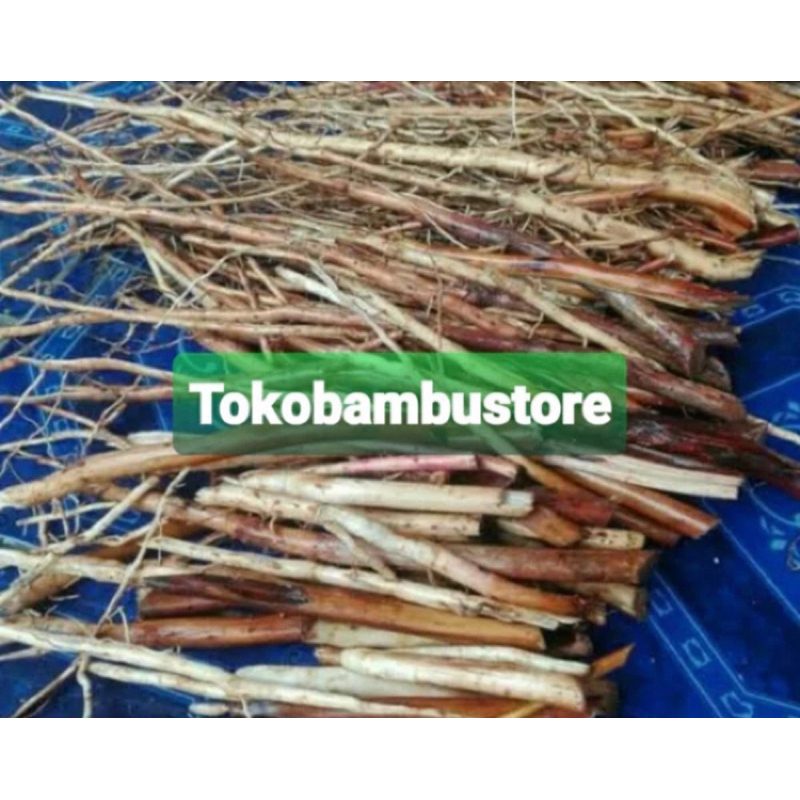 

Akar pinang segar akar pohon pinang 1 kg-az