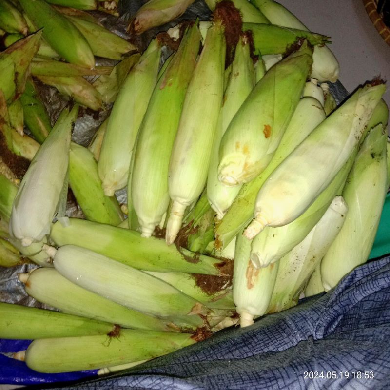 

[PO] Jagung Manis - Kulit Masih Utuh - isi 2 kilo Rp. 10.000