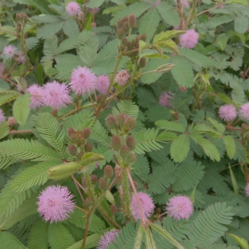 

daun putri malu segar 500g