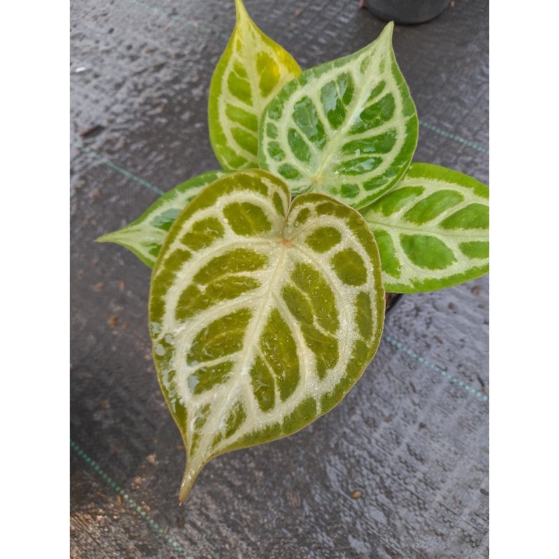 Anthurium Dorayaki x red crystallinum