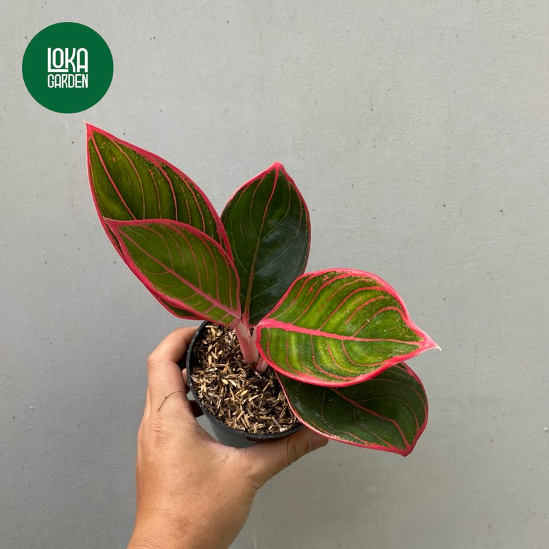 Tanaman Hias Aglonema Khanza / Aglaonema Lipstik Khanza Lokal