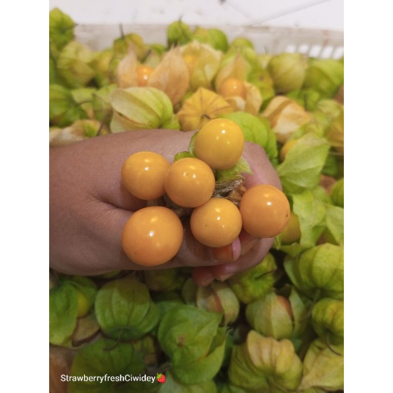 

ciplukan, goldenberry, cecendet
