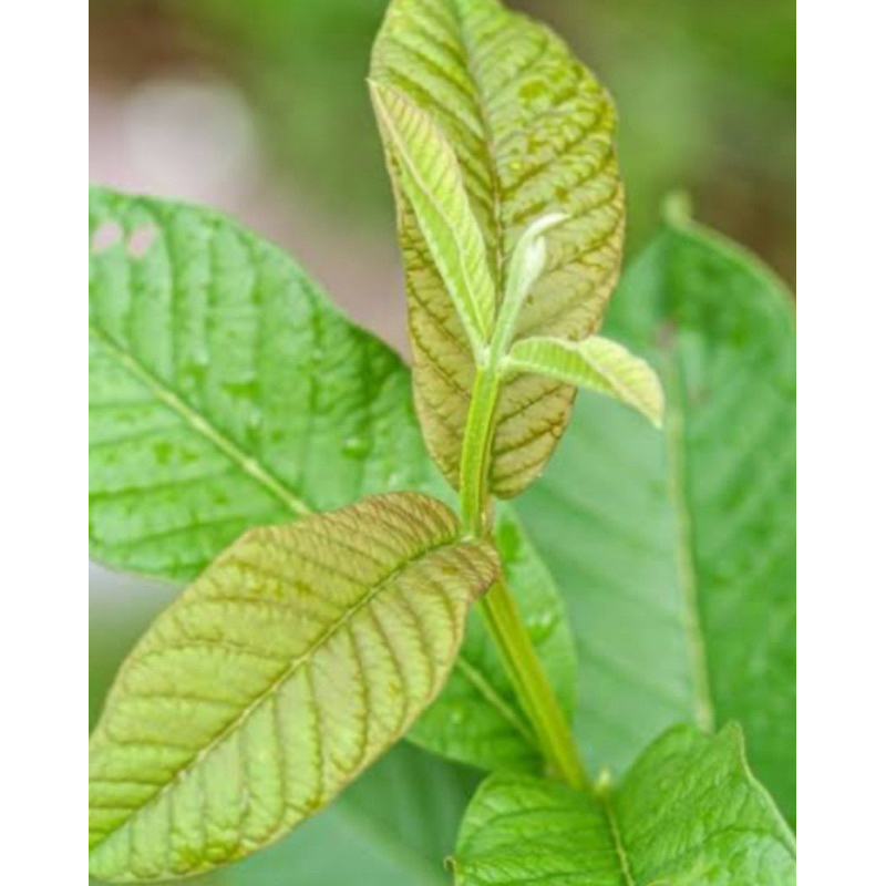 

Pucuk daun jambu biji fresh petik langsung khusus pucuknya saja-az