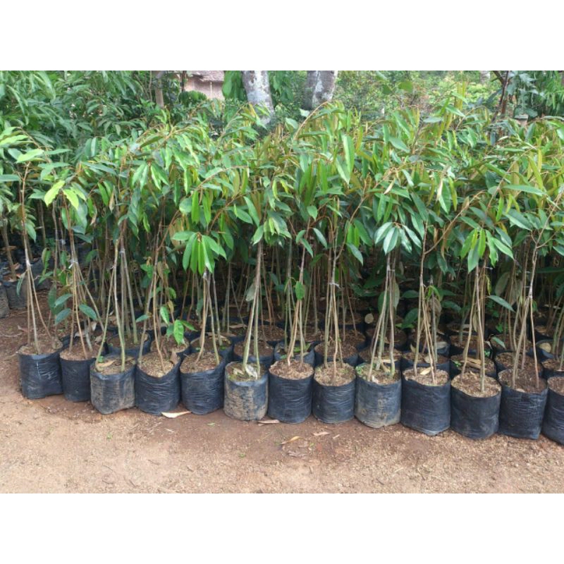 Bibit Durian Musangking Kaki 3 Hasil Okulasi