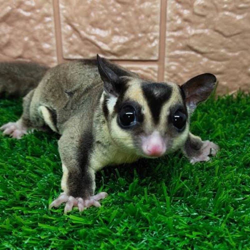 INDUKAN SUGAR GLIDER GREY - Sugar Glider Grey Indukan MURAH SIAP TERNAK BREEDING