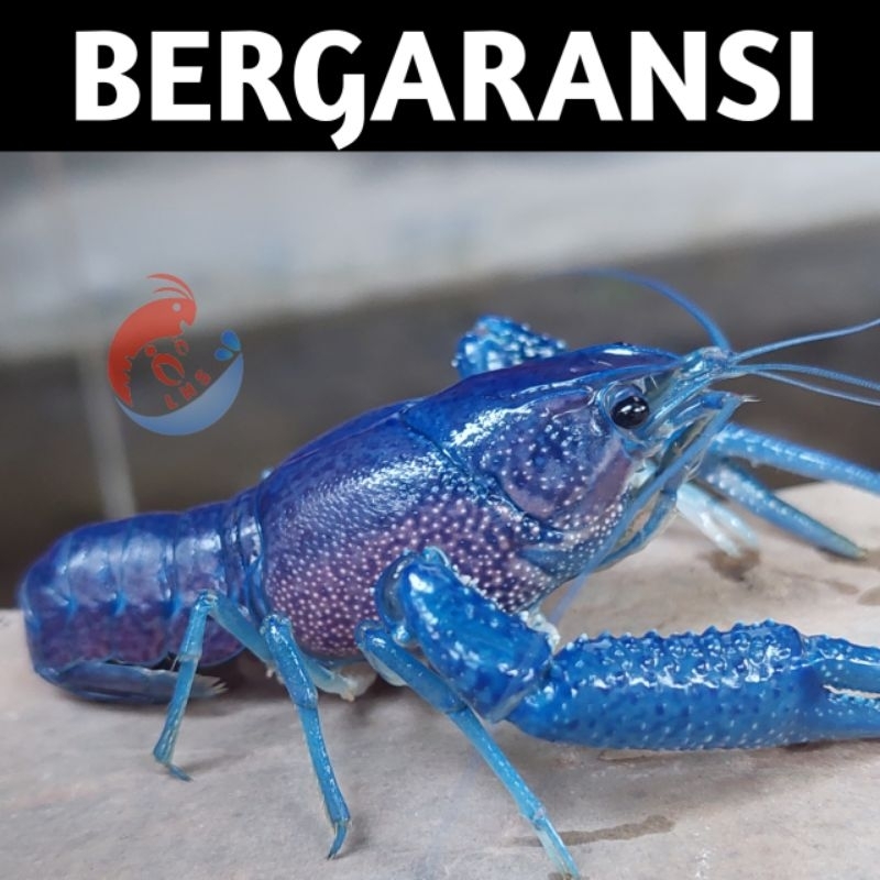 

KUSUS REGULER Blue alleni isi 1 eeekooorr