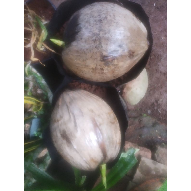 Bibit Kelapa Biasa,kelapa kopyor,Lidah Mertua,Lidah Buaya,Sirih Gading