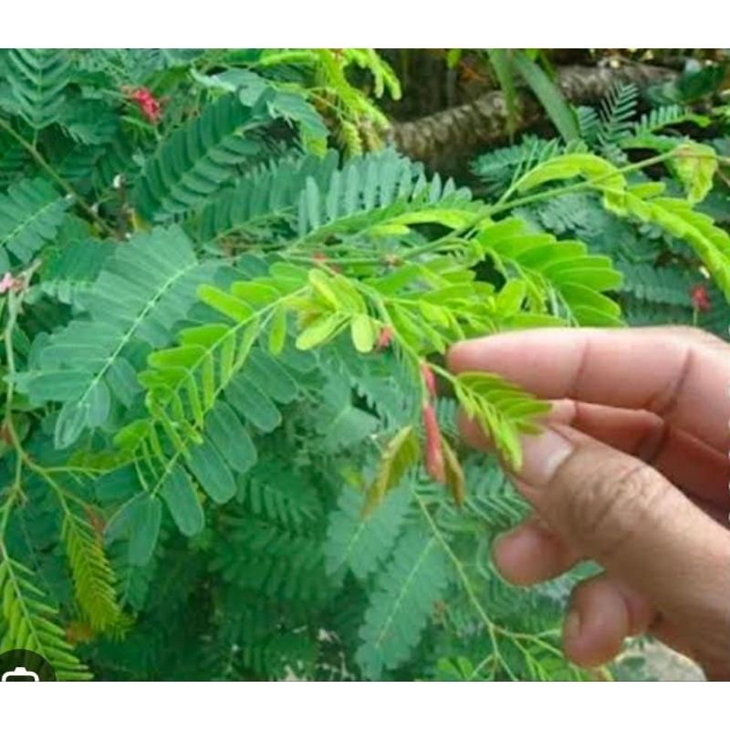 

Daun Asem Jawa Simon Muda Segar 500 Gram Baru Ambil Murah Obat Herbal