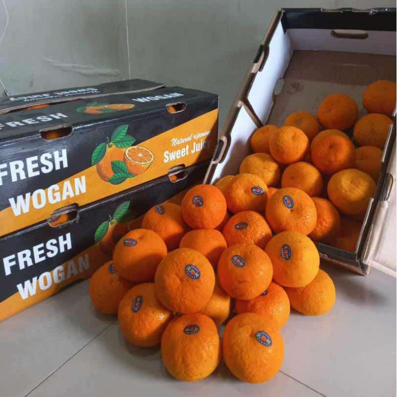 

Jeruk Mandarin Wogan fresh 1 kg