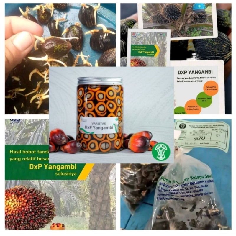 Benih Sawit PPKS YANGAMBI bersertifikat asli