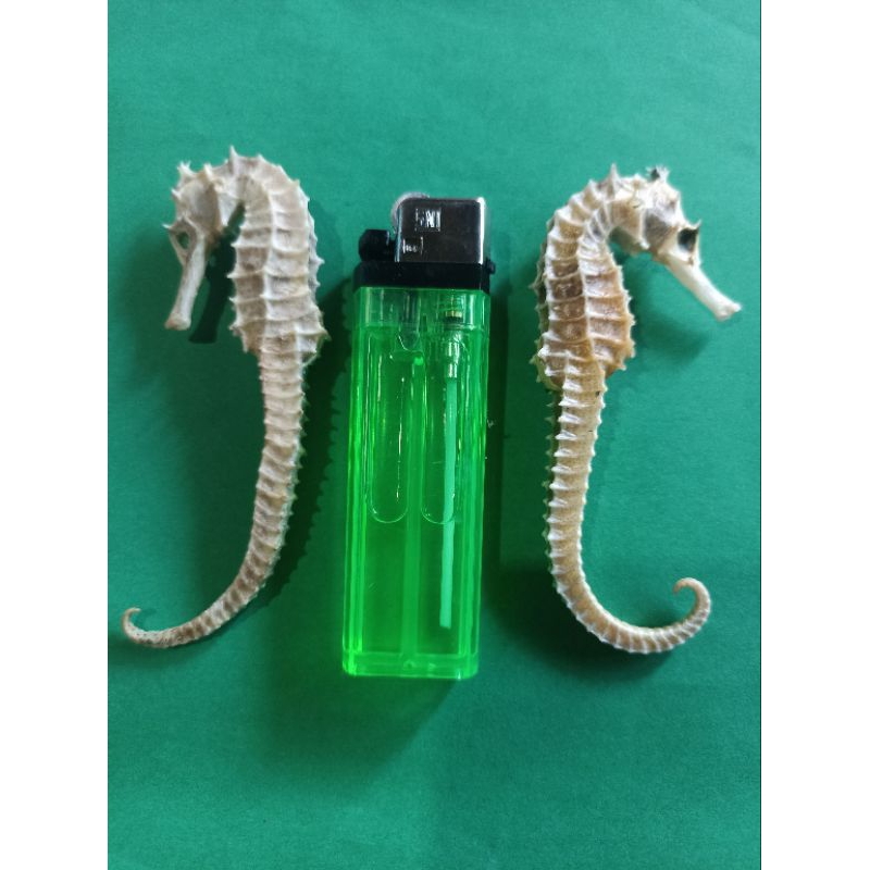 

Ukuran 7cm-9cm Kuda Laut Kering ORIGINAL 100%Asli dari Laut Jawa
