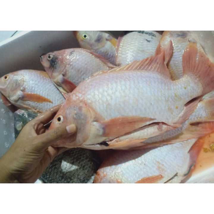 

Ikan Nila Merah 1kg ikan laut (isi 4-6 tergantung ukuran), Ready Stock Sameday Delivery Jogja