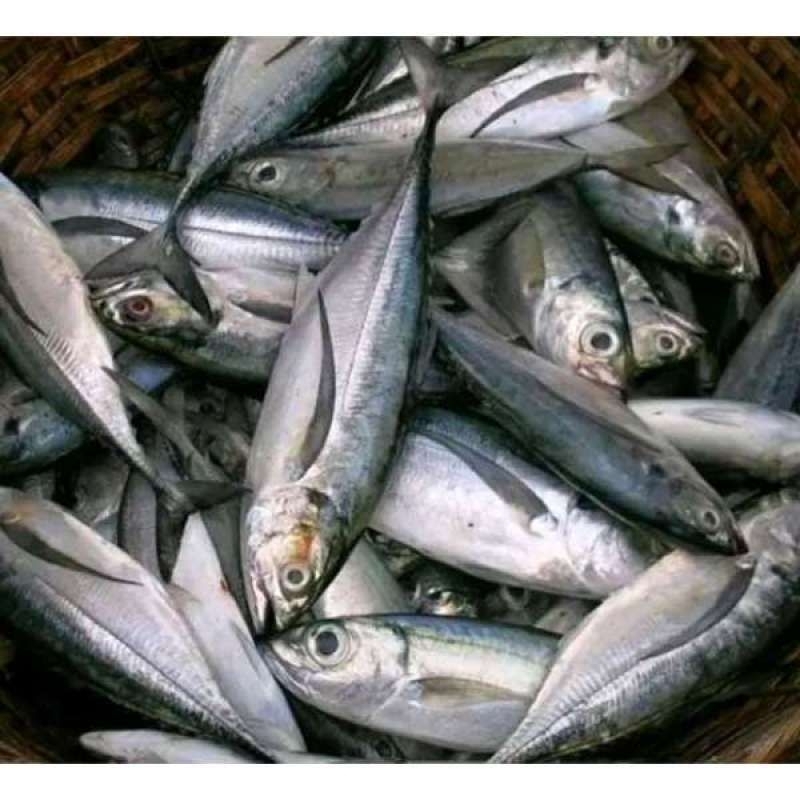 

Ikan Tengkek