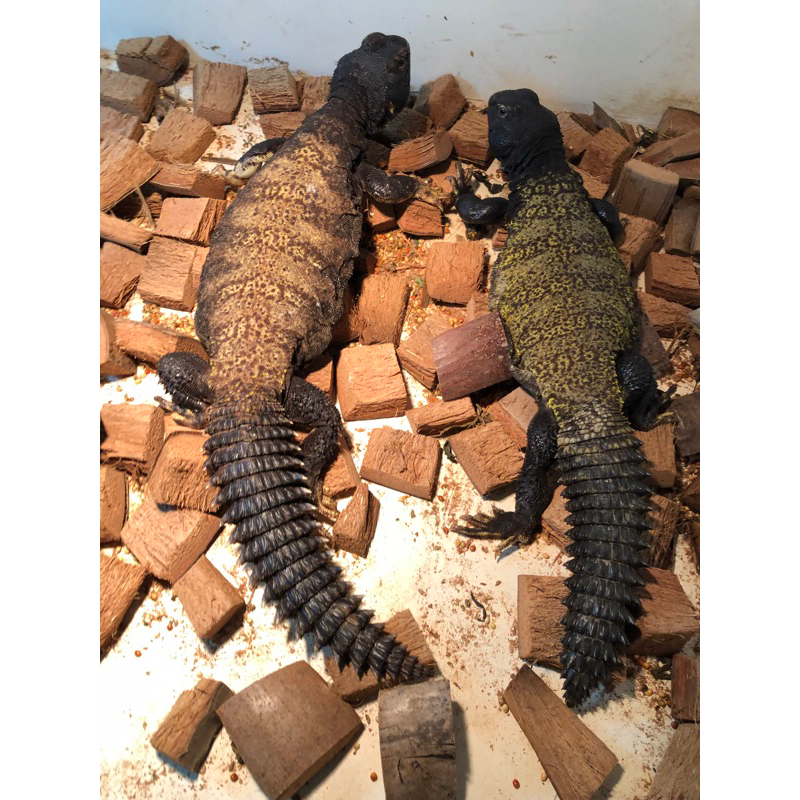 Mainan Uromastyx