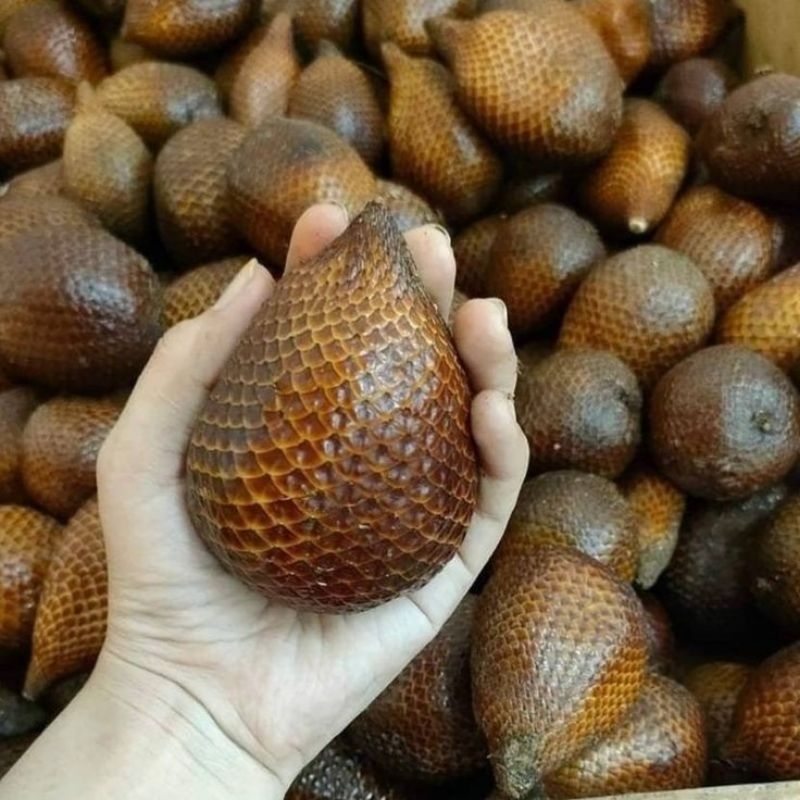 

Salak Pondoh Organik Premium