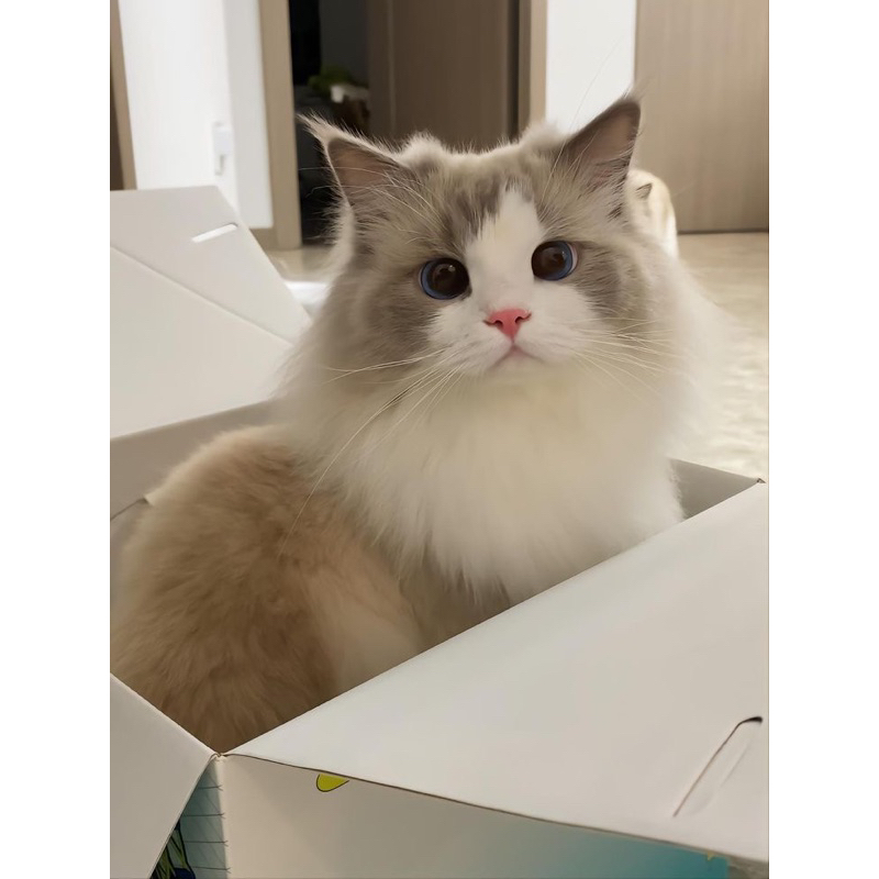 

PAKET SEMBAKO MBAH DUL