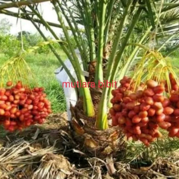 Ready 2 Bibit Buah Kurma Ajwa Jantan Dan Betina Bibit Biji Benih Terbaik