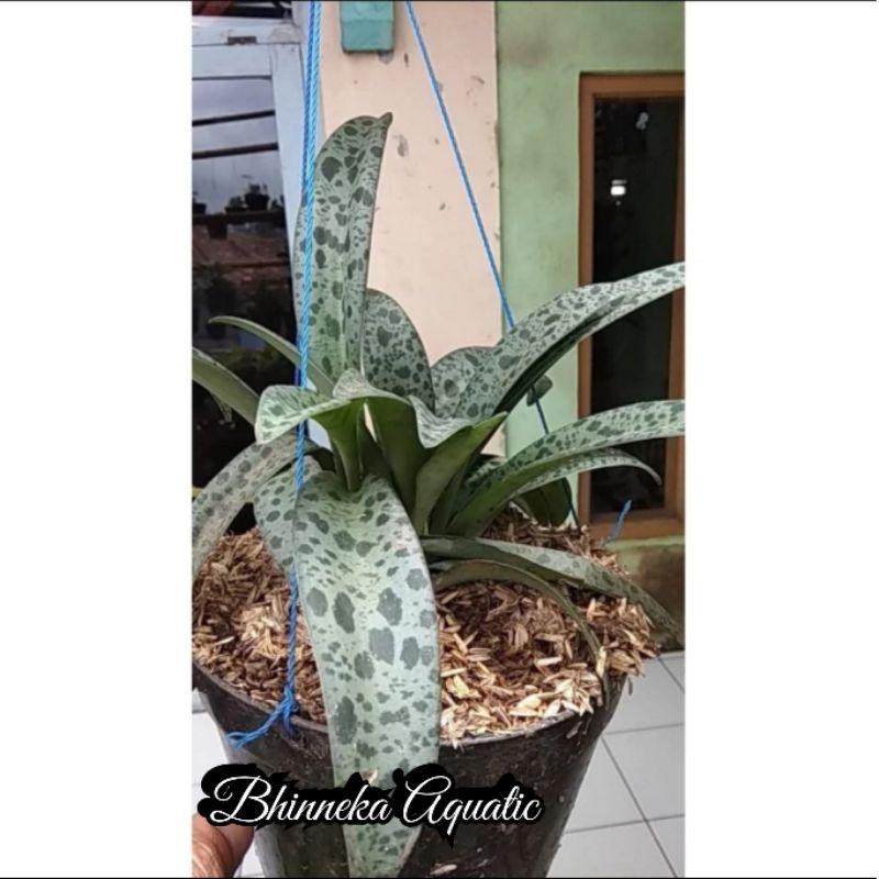 Tanaman Hias Lidah Katak Hijau Murah Ekonomis