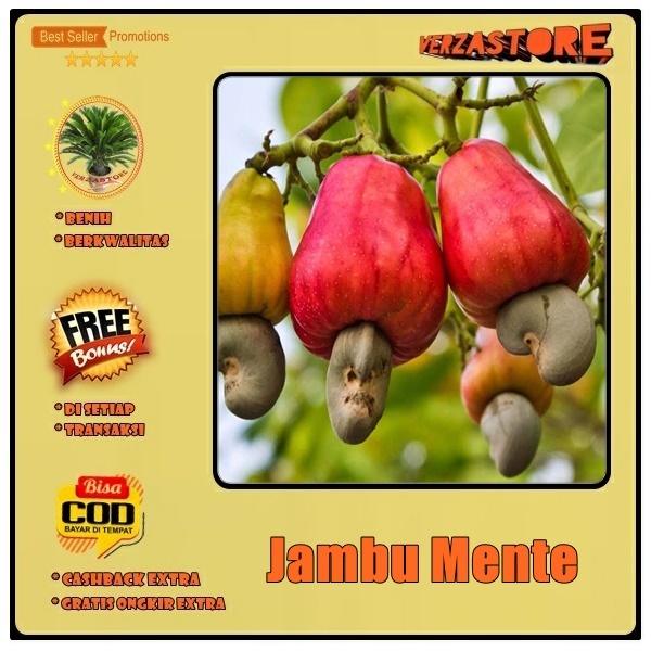 biji benih buah jambu mente mede /1 biji