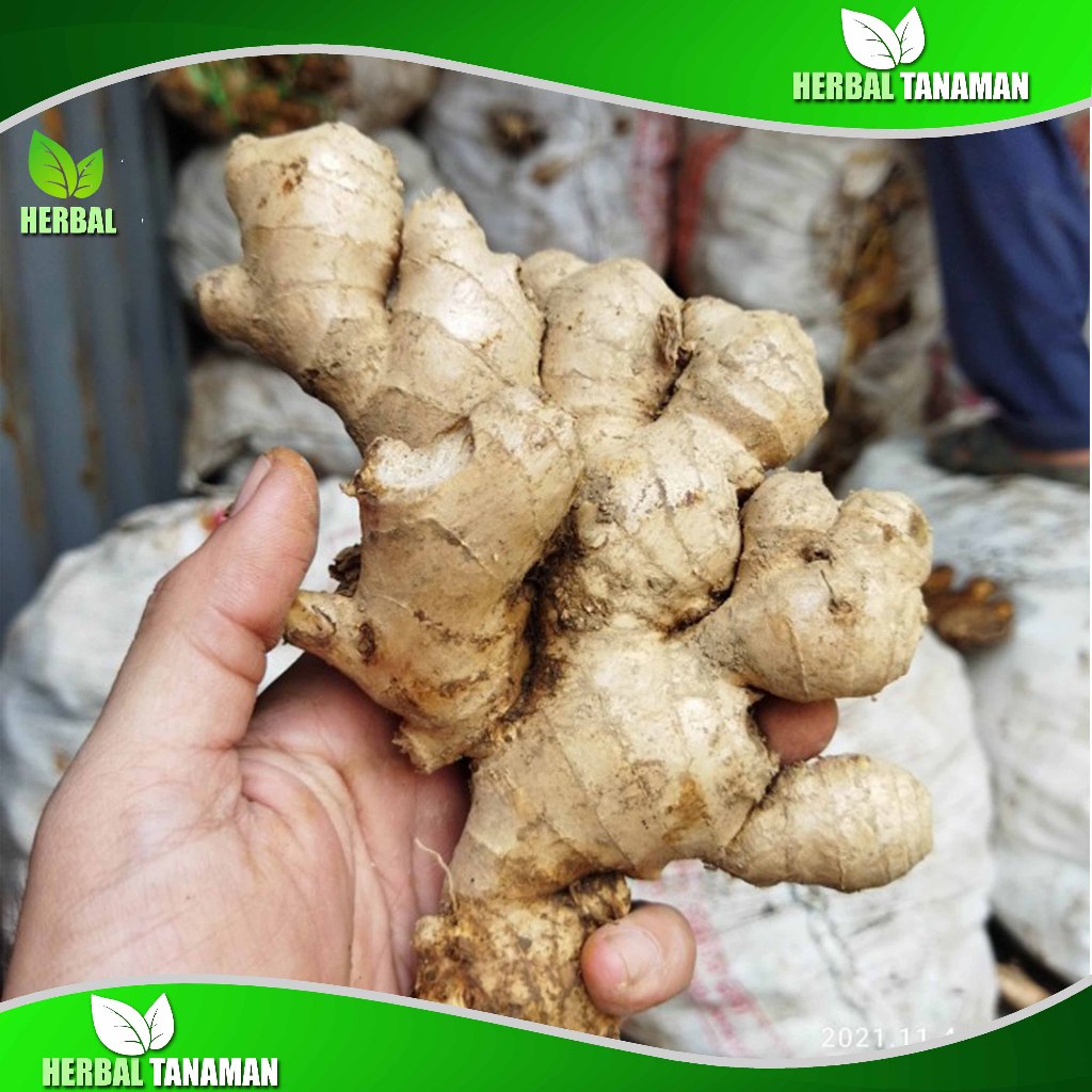 

Jahe Gajah Segar 1 kg - Jahe putih Herbal