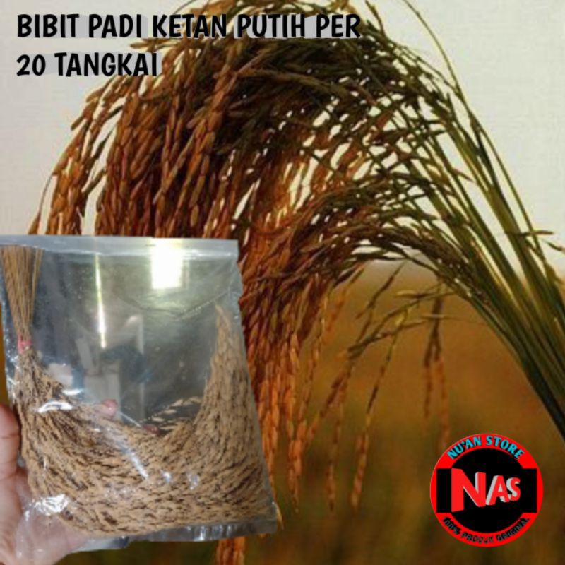 BIBIT PADI KETAN PUTIH SUPER UNGGUL PER 20 TANGKAI