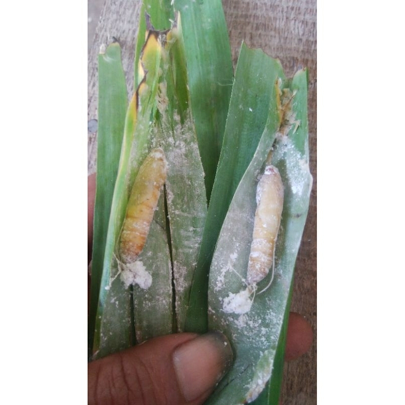 sepaket isi 15 ekor pompong pisang / pongpis / kepompong pisang untuk umpan mancing bawal dan lele (