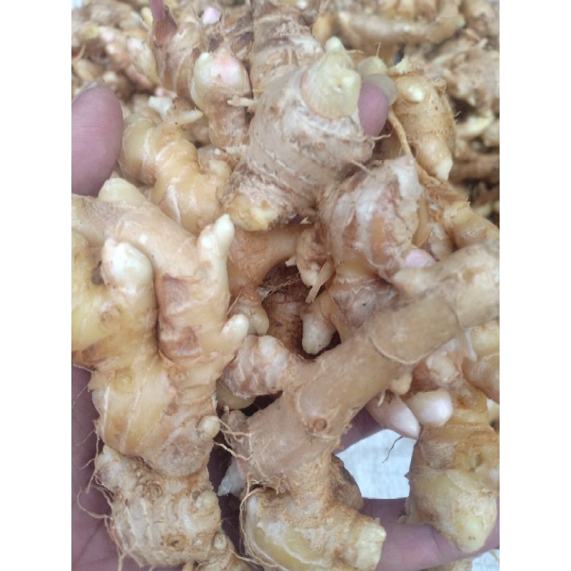 

jahe emprit jahe emprit fres segar (500g)