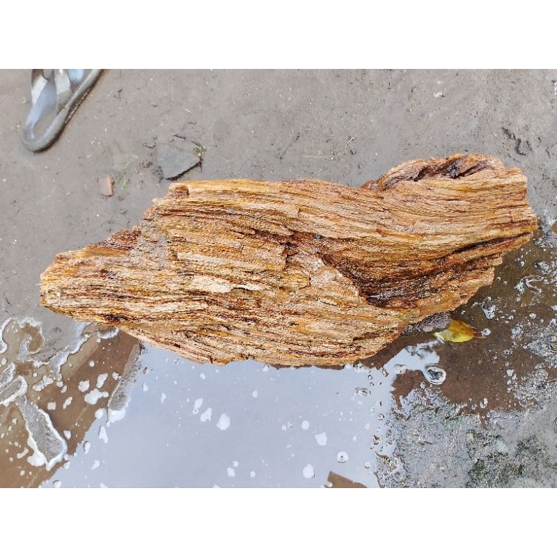 Kayu Purba Membatu / Batu Kayu
