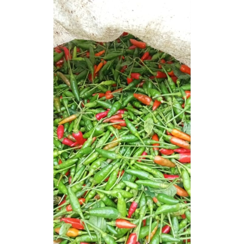 

Cabe gunung Cabe lampung 250gr