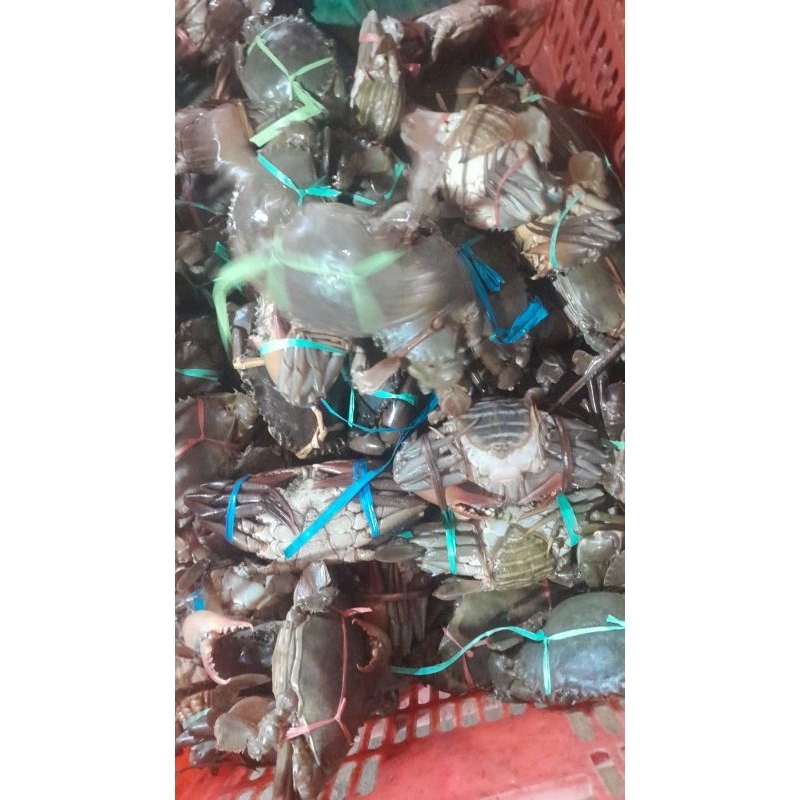 

kepiting hidup 1kg