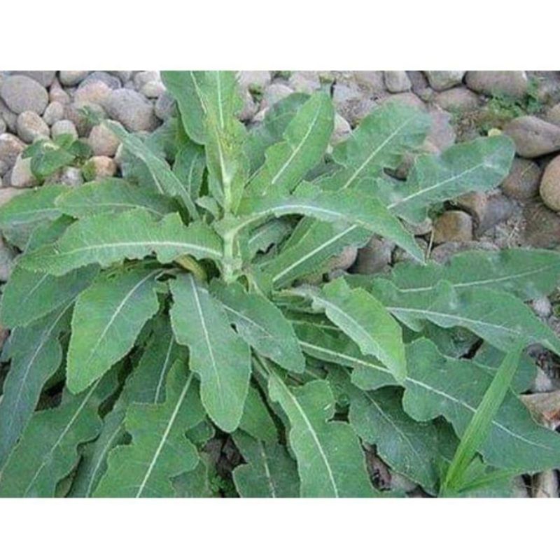 

paket hemat daun tempuyung segar 250g
