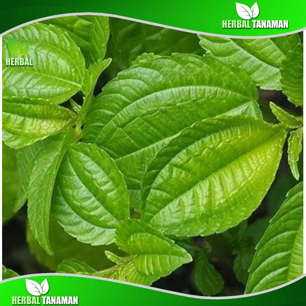 

Lalapan Daun Pohpohan Segar 200gr - Lalapan Khas sunda